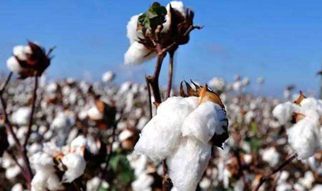 江苏：棉籽及棉副产品价格为何出现反差？