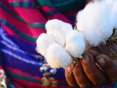 印度植棉面积究竟能否达标？