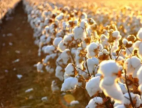 全国棉花播种及生长情况调查(2022年6月)