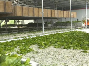 重庆黔江区召开夏季蚕茧收购和秋季蚕桑生产工作会