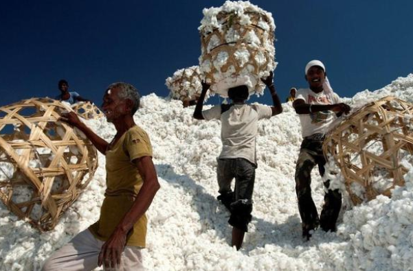 印度新棉面临“存活危机”？
