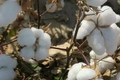 棉市风险仍在 企业积极控风险