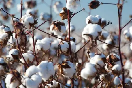 3月份以来巴西棉占我国棉花进口比重下降