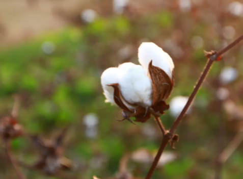 新疆柯坪县13.4万亩棉花进入花铃期 棉农丰收在望