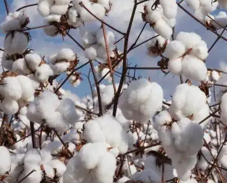 美国：棉花出口需求继续保持 高温少雨仍是主旋律
