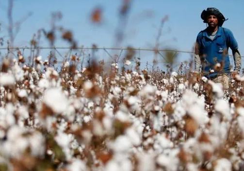 巴西国内供应量减少 棉花价格大幅上涨