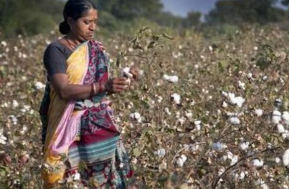 印度：新棉上市前价格将保持高位