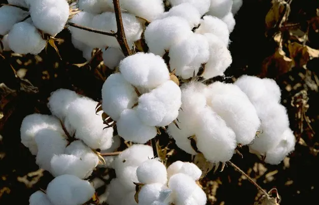 棉花市场矛盾重重 价格究竟走向何方？