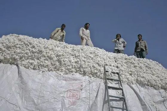 6月印度出口棉纱3.82万吨