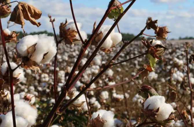供给增加、消费弱化 棉价下行压力显著