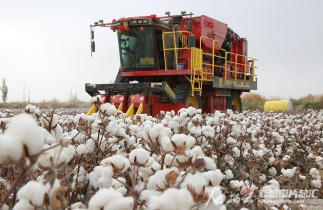 新疆首次发布35个棉花主栽品种推荐意见