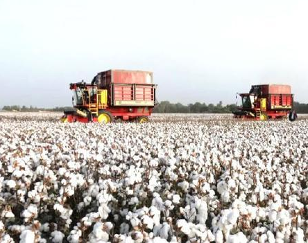 喀麦隆棉花发展公司计划建造第11家轧花厂