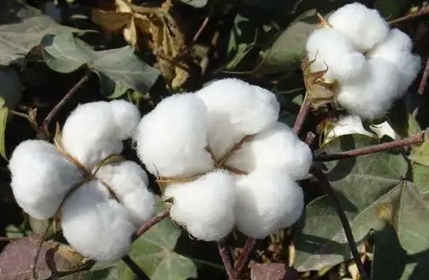 埃及同苏丹企业签署棉纺领域合作谅解备忘录