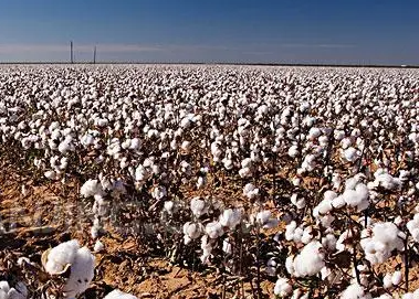 美国：出口需求良好 新棉播种延迟