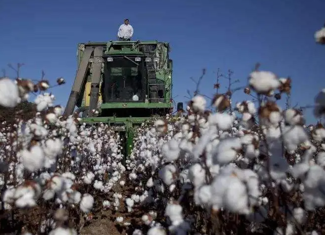 SIMA呼吁印度政府免除11%棉花进口税