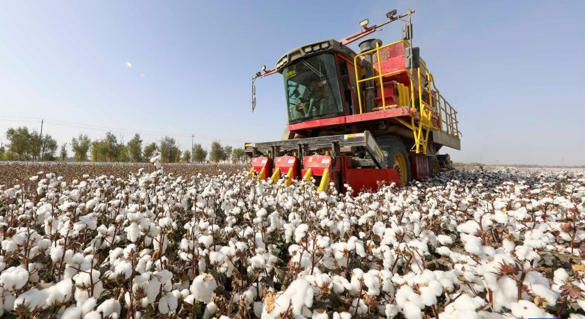 新疆棉花主要质量指标达近五年来最好水平