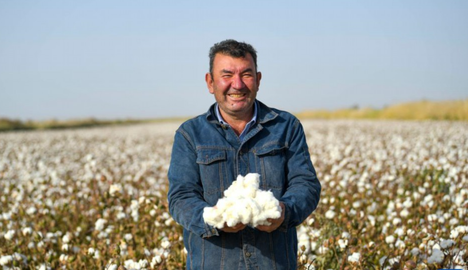 新疆棉花主要质量指标达近五年来最好水平
