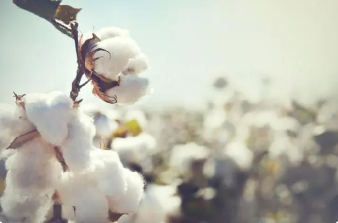 棉价跌跌不休！下游消费需求偏淡，全球持续增产，棉花期货何时见底？