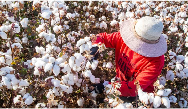 美国农业部(USDA)宣布发放#5陆地棉特别进口配额